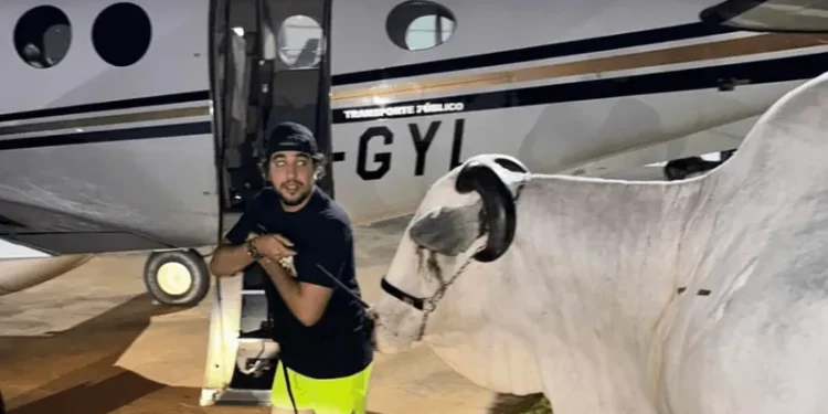 Nattan recupera cães ‘sequestrados’ por Henrique & Juliano