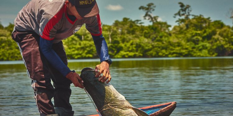 Rastreabilidade do pirarucu impulsiona comercialização gerando renda para comunidades da Amazônia
