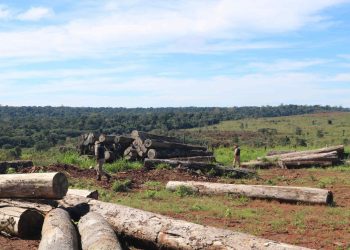Governo do AM aplica R$ 14 milhões em multas por prática de crimes ambientais no Estado