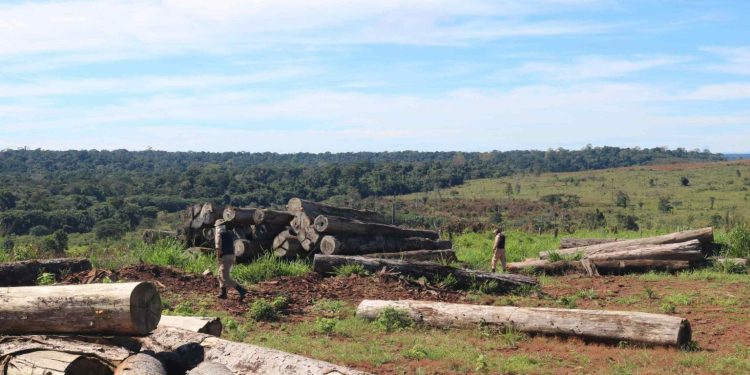 Governo do AM aplica R$ 14 milhões em multas por prática de crimes ambientais no Estado