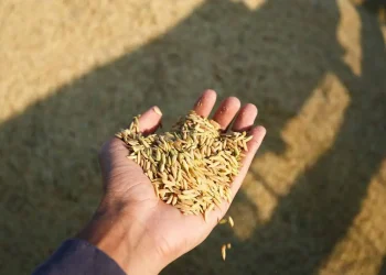 Governo Lula anula leilão do arroz após suspeitas sobre empresas