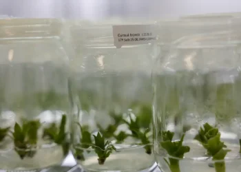 Bromélia da Amazônia pode ser alternativa ao plástico do petróleo, aponta estudo do CBA