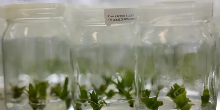 Bromélia da Amazônia pode ser alternativa ao plástico do petróleo, aponta estudo do CBA