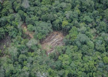 MPF-AM emite recomendação para regularizar terras da área de proteção Javari Buriti