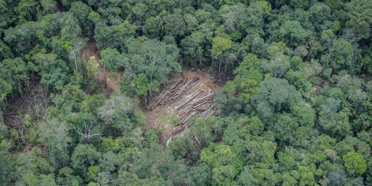 MPF-AM emite recomendação para regularizar terras da área de proteção Javari Buriti