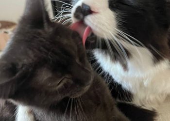 Gato resgatado em telhado nas enchentes do RS ganha família em SP