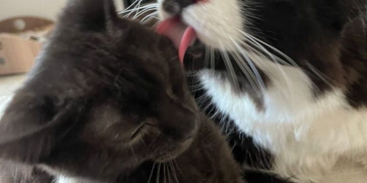 Gato resgatado em telhado nas enchentes do RS ganha família em SP