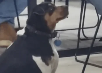 Faculdade proíbe alunos de darem comida para cachorro que engordou demais