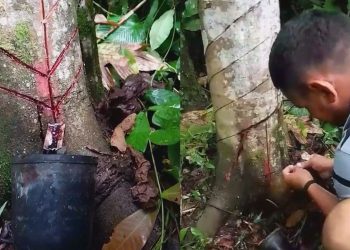 Sangue de dragão: saiba mais sobre a extração da resina no AM