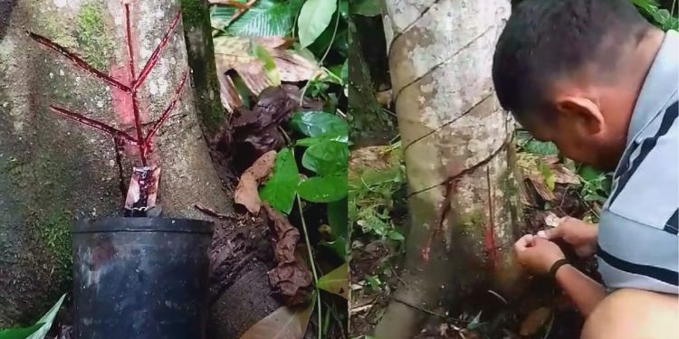 Sangue de dragão: saiba mais sobre a extração da resina no AM