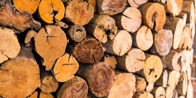 Exploração madeireira cresce 584% em Roraima