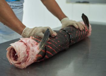 Pele de pirarucu manejado da Amazônia é utilizada na confecção de roupas a acessórios