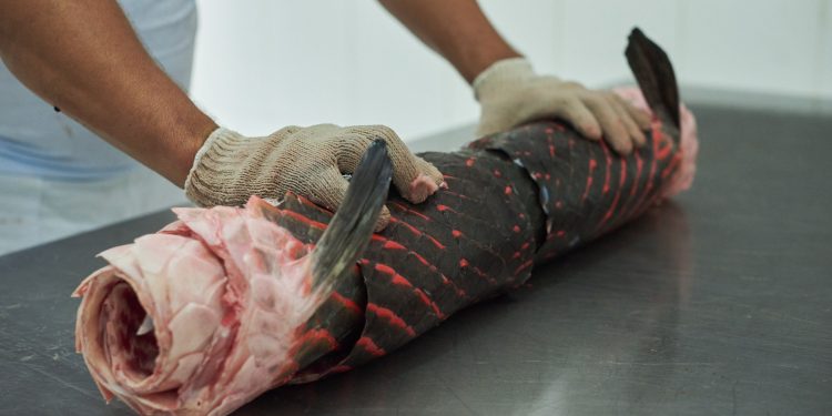 Pele de pirarucu manejado da Amazônia é utilizada na confecção de roupas a acessórios