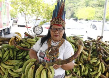 PAA adquiriu 15 toneladas de alimentos da agricultura indígena