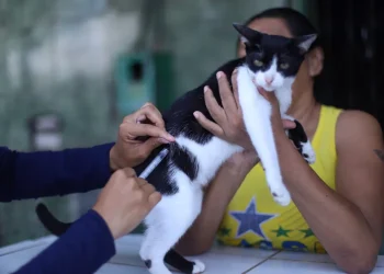 Seleção para contratação de vacinadores inicia em Manaus; saiba como se inscrever