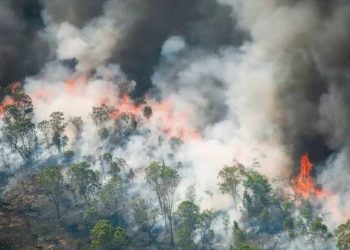 Ações contra queimadas em Urucará serão fiscalizadas pelo MPAM