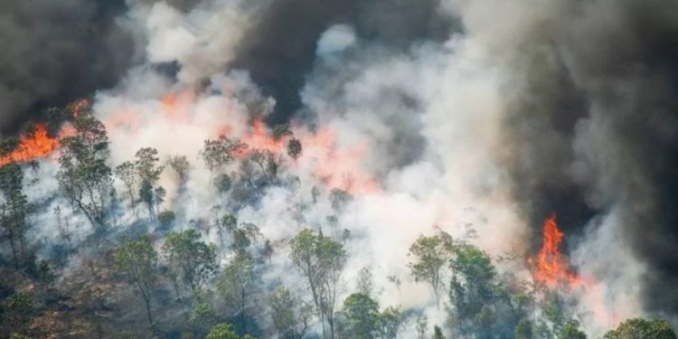 Ações contra queimadas em Urucará serão fiscalizadas pelo MPAM