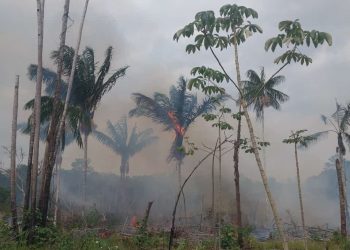 Polícia Militar do Amazonas prende três homens envolvidos em crimes ambientais
