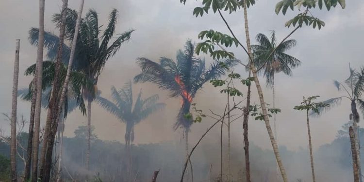 Polícia Militar do Amazonas prende três homens envolvidos em crimes ambientais