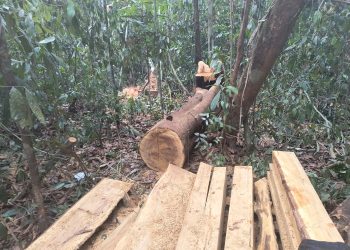 PMAM prende oito pessoas por desmatamento ilegal em Manacapuru