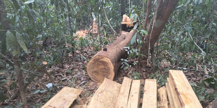 PMAM prende oito pessoas por desmatamento ilegal em Manacapuru