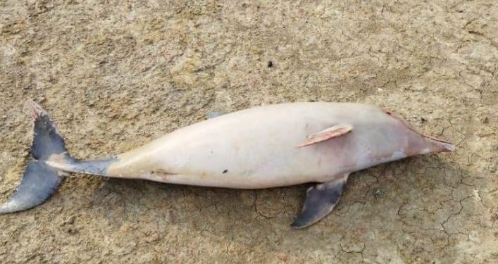 Botos são encontrados mortos no Lago Tefé devido à seca