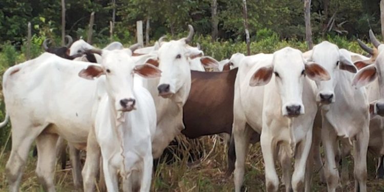 Rebanho bovino: Amazonas alcança 2,8 milhões de cabeças