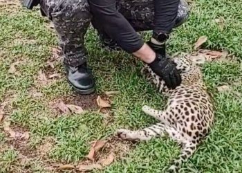 Filhote de onça-pintada é resgatado por policiais da Base Arpão em Coari