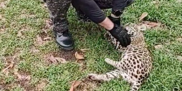 Filhote de onça-pintada é resgatado por policiais da Base Arpão em Coari