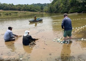 Pesquisadores avaliam saúde e realocação de peixes-bois em ambiente natural