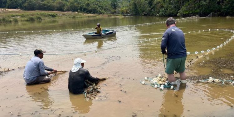 Pesquisadores avaliam saúde e realocação de peixes-bois em ambiente natural