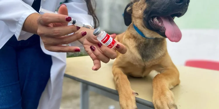Prefeitura de Manaus inicia Campanha de Vacinação Antirrábica Animal 2024