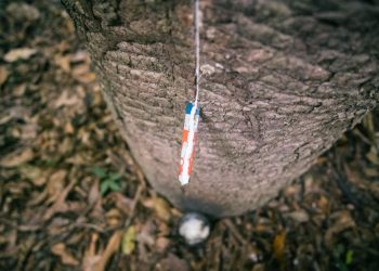 Seringueiros da Amazônia garantem renda de R$ 441 mil com borracha nativa