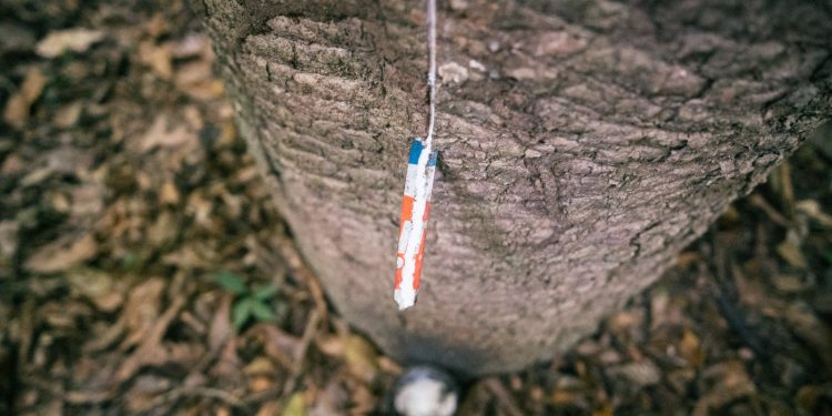 Seringueiros da Amazônia garantem renda de R$ 441 mil com borracha nativa