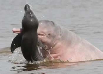 Vida selvagem diminui 73% em 50 anos, diz relatório da WWF