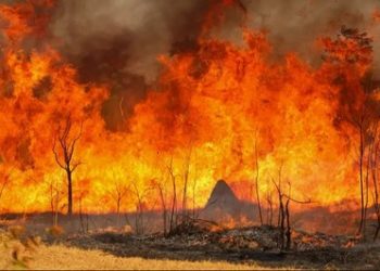 PF prende suspeitos de desmatar e incendiar mais de 900 hectares de floresta nativa no AM