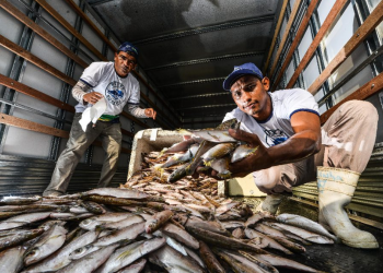 EUA deixam de exigir Certificação Sanitária Internacional para pescados brasileiros