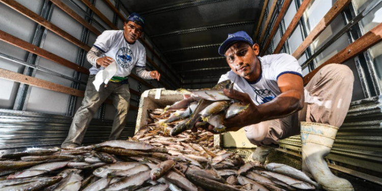 EUA deixam de exigir Certificação Sanitária Internacional para pescados brasileiros