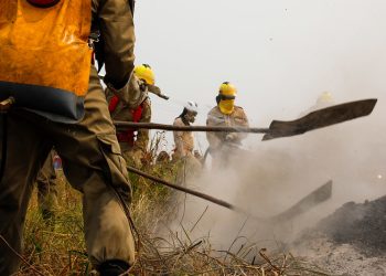 Desmatamento no Amazonas registra queda 29% em 2024, segundo Inpe