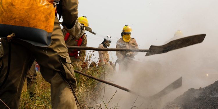 Desmatamento no Amazonas registra queda 29% em 2024, segundo Inpe