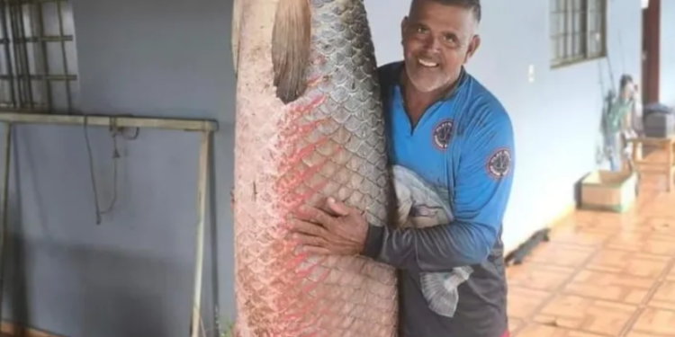Homem pesca dois pirarucus em rio de São Paulo