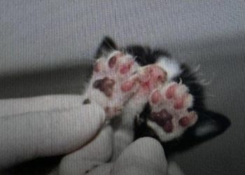 Polícia Civil prende mulher por queimar dois filhotes de gato em Manaus