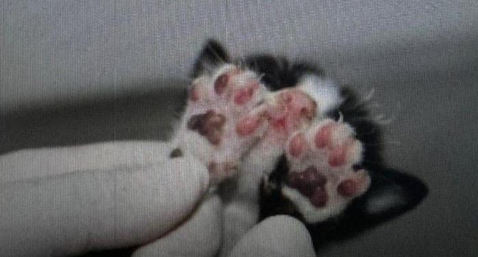 Polícia Civil prende mulher por queimar dois filhotes de gato em Manaus