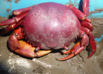 Plástico jogado nos rios ameaça caranguejos vermelhos da Amazônia