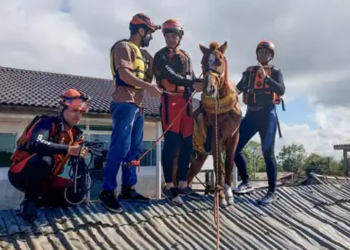 Cavalo Caramelo protagoniza chamada da série americana: ‘espírito Yellowstoner’