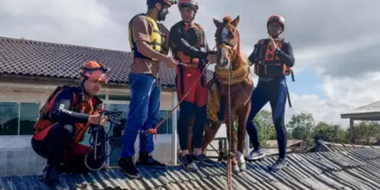 Cavalo Caramelo protagoniza chamada da série americana: ‘espírito Yellowstoner’
