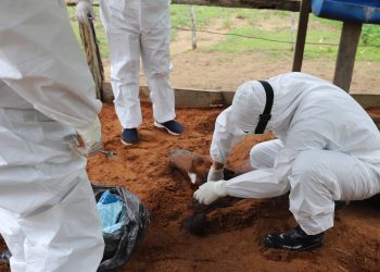 Adaf investiga novo óbito de cavalo por suspeita de intoxicação