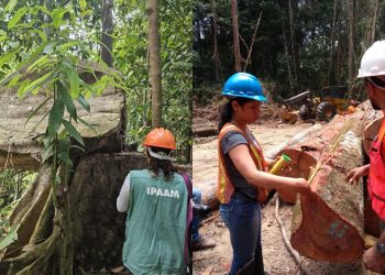 Ipaam anuncia Período de Defeso Florestal no Amazonas