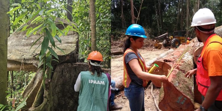 Ipaam anuncia Período de Defeso Florestal no Amazonas