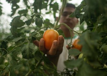 Edital que vai investir R$ 2 milhões em negócios indígenas inovadores tem inscrições prorrogadas